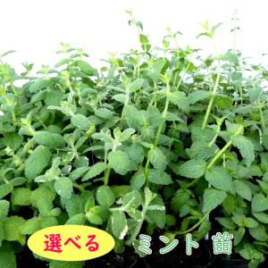ミント 苗 選べる品種 9.0cmポット ハー...の詳細画像1