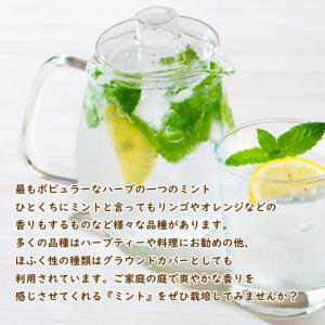 ミント 苗 選べる品種 9.0cmポット ハー...の詳細画像2