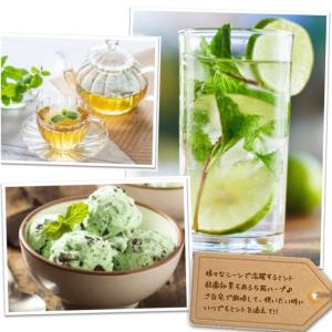 ミント 苗 選べる品種 9.0cmポット ハー...の詳細画像3