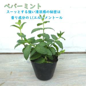 ミント 苗 選べる品種 9.0cmポット ハー...の詳細画像4