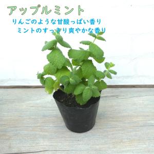 ミント 苗 選べる品種 9.0cmポット ハー...の詳細画像5