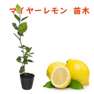 マイヤーレモン 接木2年生苗 15cmポット 樹...の商品画像