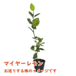 マイヤーレモン 接木2年生苗 15cmポット ...の詳細画像1