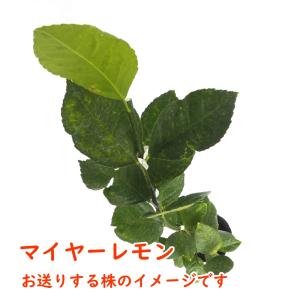 マイヤーレモン 接木2年生苗 15cmポット ...の詳細画像2