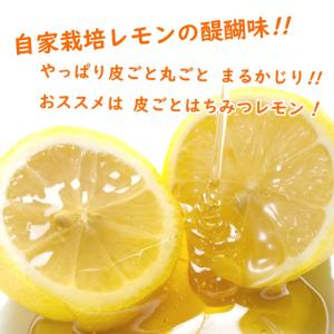 マイヤーレモン 接木2年生苗 15cmポット ...の詳細画像3