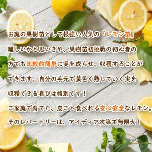 マイヤーレモン 接木2年生苗 15cmポット ...の詳細画像5