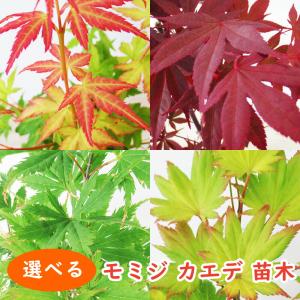 イタヤモミジ コハウチワカエデ 紅葉 10号 もみじ 苗木 【コハウチワカエデ】 ポット苗 : 苗木の専門店 グリーン