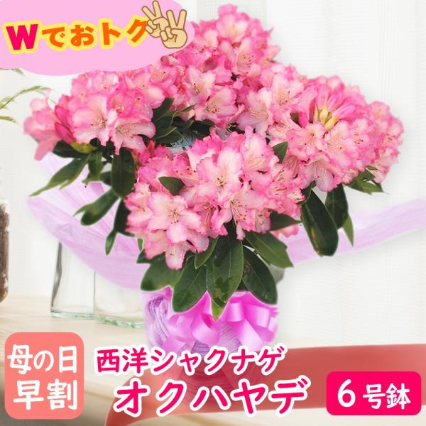 【Wでおトク！】 早割 母の日ギフト「西洋 シャクナゲ オクハヤデ 6号鉢 」 母の日 花ギフト 鉢...