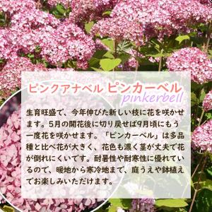 ピンクアナベル アナベル 苗 苗木 ピンカーベ...の詳細画像1
