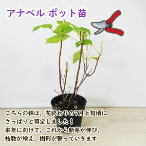 ピンクアナベル アナベル 苗 苗木 ピンカーベ...の詳細画像2