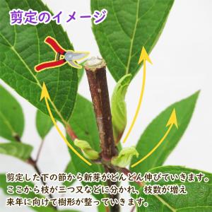 ピンクアナベル アナベル 苗 苗木 ピンカーベ...の詳細画像4