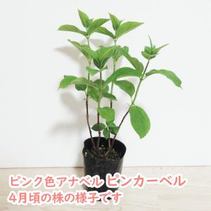 ピンクアナベル アナベル 苗 苗木 ピンカーベ...の詳細画像5