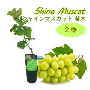 シャインマスカット 挿木苗 ２株 ぶどう 苗木 苗 10.5cmロングポット 樹高約30〜40cm ブドウ 葡萄 果樹苗 実のなる木 つる性 shine muscat