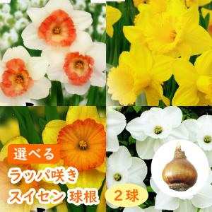 選べる「 ラッパ咲き スイセン 球根 」 水仙 雪中花