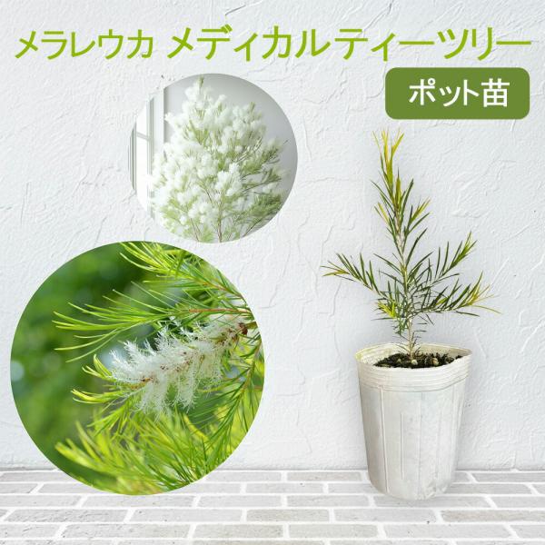 メラレウカ メディカルティーツリー 9cmポット苗 アルタニフォリア