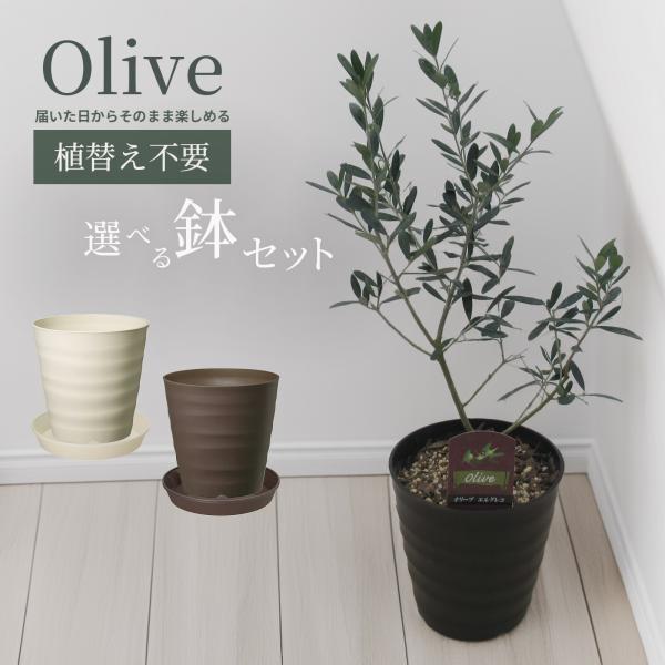 オリーブ 苗 苗木 植え替え不要 選べる鉢色 6号鉢