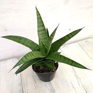 パゴダ 観葉植物 の商品一覧 花 ガーデニング 通販 Yahoo ショッピング