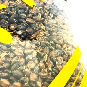 昭和の煮出し麦茶 700g 国産大麦使用 濃い...の詳細画像2