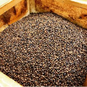 昭和の煮出し麦茶 700g 国産大麦使用 濃い...の詳細画像3