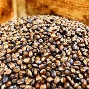昭和の煮出し麦茶 700g 国産大麦使用 濃い...の詳細画像4