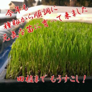 令和8年産 新米 魚沼産コシヒカリ 2kg×2...の詳細画像2