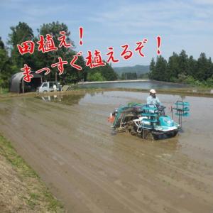 令和8年産 新米 魚沼産コシヒカリ 2kg×2...の詳細画像4
