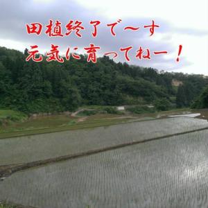令和8年産 新米 魚沼産コシヒカリ 2kg×2...の詳細画像5
