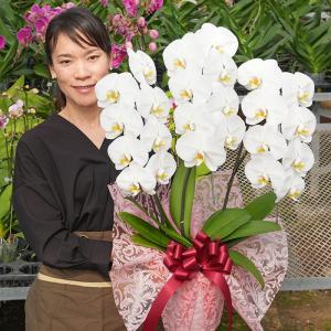 農林水産大臣受賞胡蝶蘭 3本立ち【期間限定】3...の詳細画像2