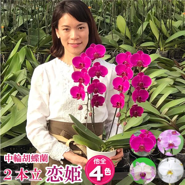 BONUS対象 胡蝶蘭 中輪胡蝶蘭 2本立ち 選べる4色 お祝い お供え 花ギフト お誕生日 開店祝...