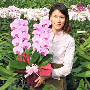 胡蝶蘭 BONUS対象 中輪 2本立ち 選べる...の詳細画像3