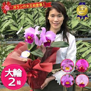 洋ランの女王「カトレア」ピンク2輪 花言葉『成熟した大人の魅力』癒し効果絶大（北海道・九州・中国・沖縄・離島お届け不可）