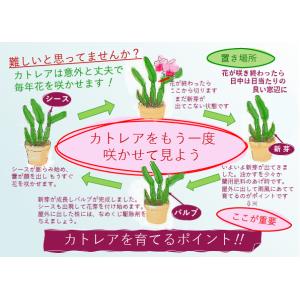 カトレア 鉢花の商品一覧 通販 Yahoo ショッピング