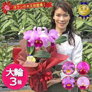 洋ラン カトレア ジョージキング ，セレンディピティー， 大輪花 香り