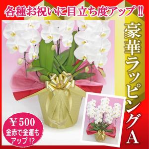 鉢花 500円の商品一覧 通販 Yahoo ショッピング