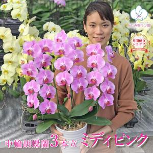 農園直送 母の日 胡蝶蘭 中輪ピンク（現在つぼみ多め） 3本立ち お祝い お供え 花ギフト お誕生日 開店祝 開業祝 新築祝