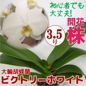 育ててみましょう大輪胡蝶蘭ビクトリーホワイト3.5号開花株