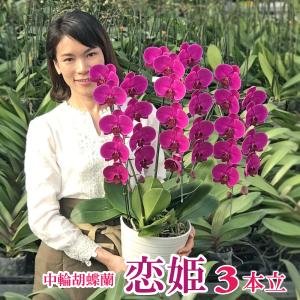 農園直送 胡蝶蘭 お祝い お供え 恋姫 3本立ち 存在感のある贈り物にはワインカラーがおすすめ お祝い お誕生日 開店祝い 退職祝い