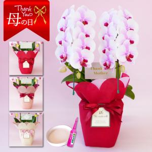 【母の日】中輪胡蝶蘭「桜姫」２本立ち ミディ 中輪 ピンク 蘭 花もちが良い 長く楽しめる ギフトセット 鉢皿 限定カード 管理方法ガイドブック付