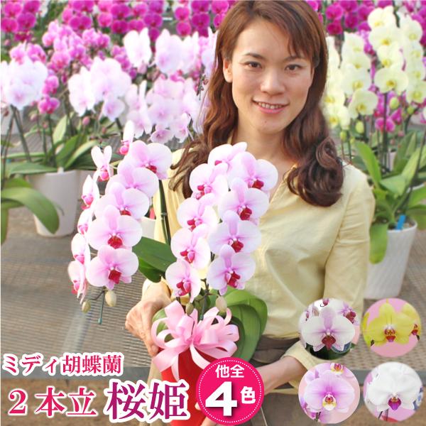 BONUS対象 胡蝶蘭 ミディ胡蝶蘭 2本立ち 選べる4色 お祝い お供え 花ギフト お誕生日 開店...