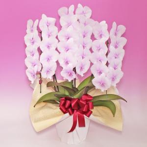 爆買 父の日 大輪 スプリングフェアリー 3本...の詳細画像1
