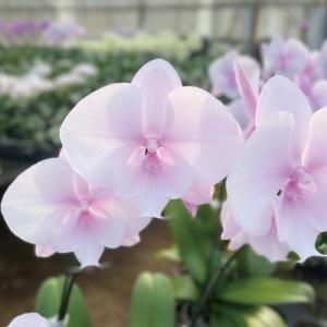 爆買 父の日 大輪 スプリングフェアリー 3本...の詳細画像4