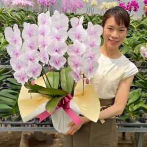 爆買 父の日 大輪 スプリングフェアリー 3本...の詳細画像3