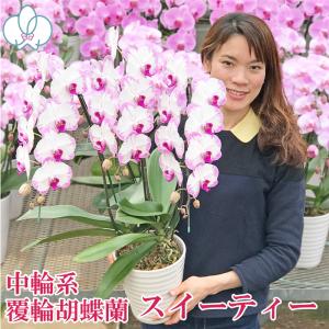 農園直送 胡蝶蘭 スイーティー 3本立ち お祝い お供え 花ギフト お誕生日 開店祝 開業祝 新築祝