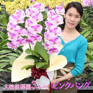 農園直送 スポット胡蝶蘭ピンクパンダ3本立ち （現在つぼみ多め） お祝い お供え 花ギフト お誕生日 開店祝 開業祝 新築祝
