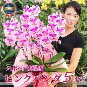 胡蝶蘭 珍しい大輪系スポット胡蝶蘭 『ピンクパン...の商品画像