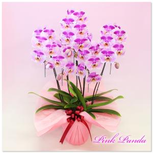 胡蝶蘭 珍しい大輪系スポット胡蝶蘭 『ピンクパ...の詳細画像1