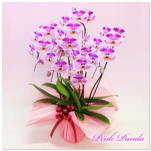 胡蝶蘭 珍しい大輪系スポット胡蝶蘭 『ピンクパ...の詳細画像2