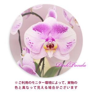 胡蝶蘭 珍しい大輪系スポット胡蝶蘭 『ピンクパ...の詳細画像3