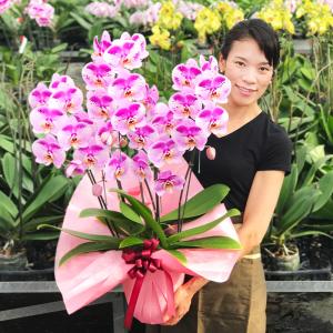 胡蝶蘭 珍しい大輪系スポット胡蝶蘭 『ピンクパ...の詳細画像4