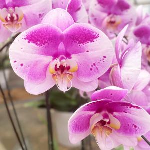 胡蝶蘭 珍しい大輪系スポット胡蝶蘭 『ピンクパ...の詳細画像5